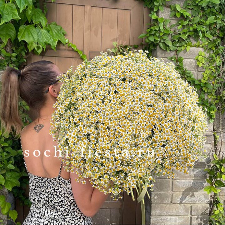 101 ромашка в Симферополи