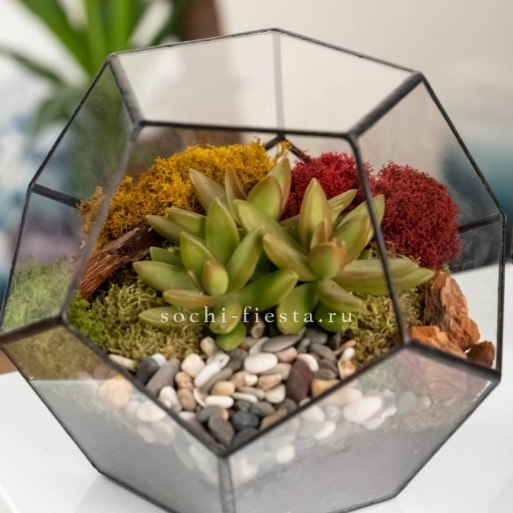 Флорариум “Додекаэдр” с суккулентом Седум в Симферополи