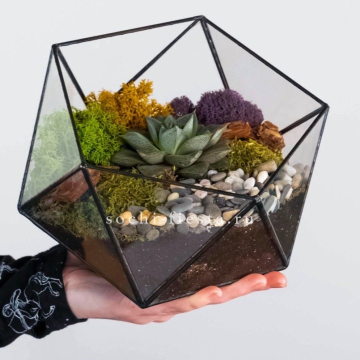 Флорариум “Икосаэдр” с суккулентом Каменная Роза в Симферополи