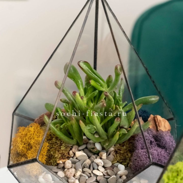 Флорариум “Капля” с суккулентом Крассула Хоббит в Симферополи