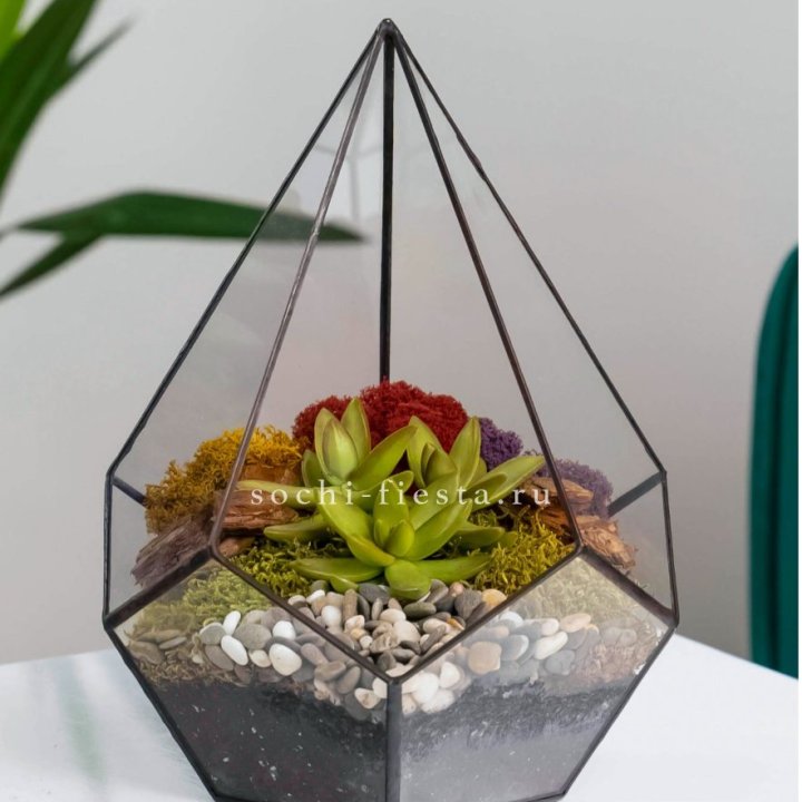 Флорариум Капля с суккулентом в Симферополи
