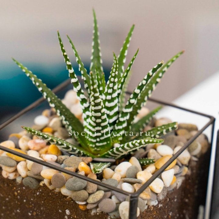 Флорариум Кубик с суккулентом Хавортия в Симферополи