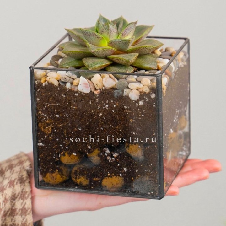 Флорариум Кубик с суккулентом Каменная роза в Симферополи