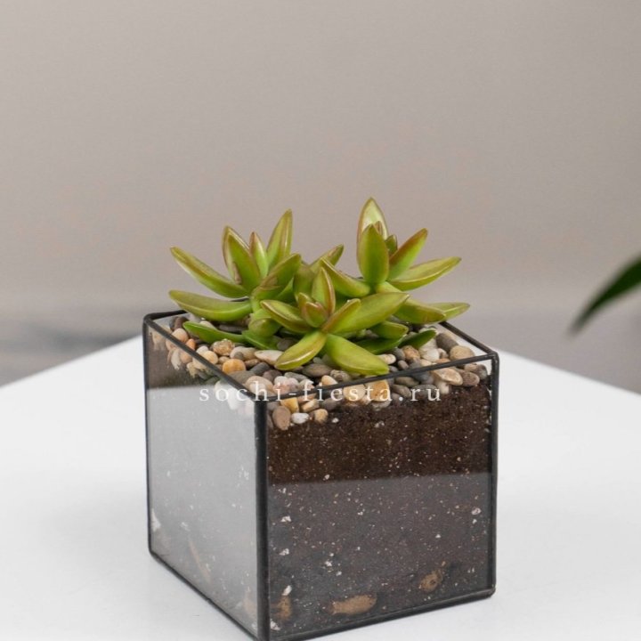 Флорариум Кубик с суккулентом Седум в Симферополи