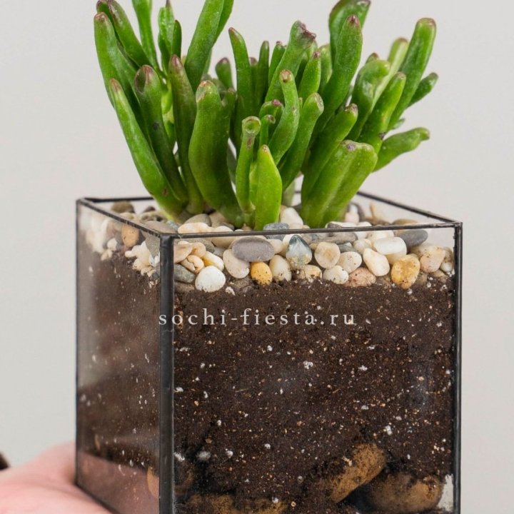 Флорариум Кубик с суккулентом Хоббит в Симферополи