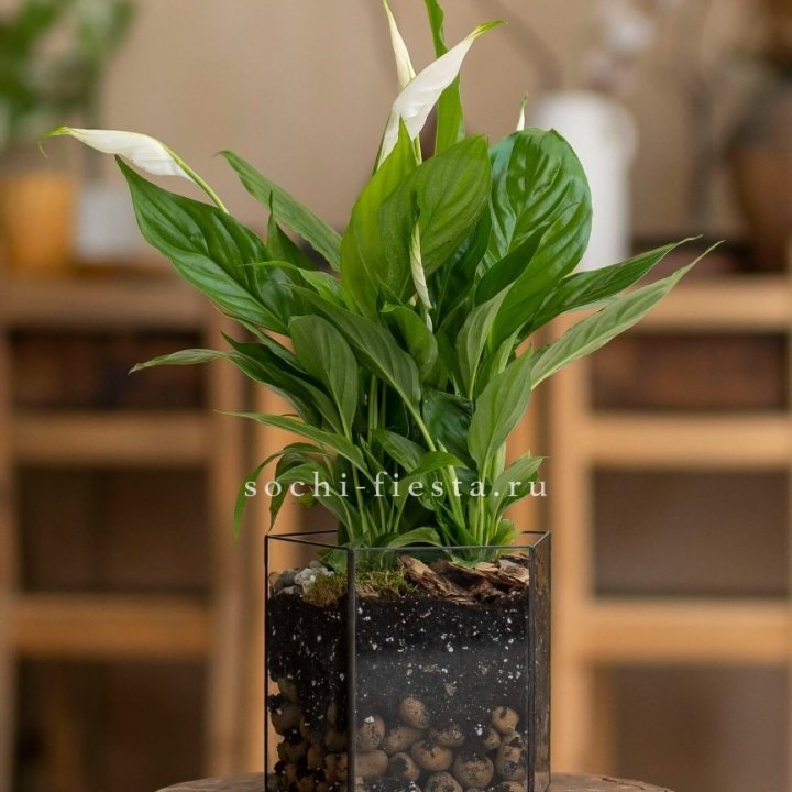 Спатифиллум в кашпо Пятиугольник в Симферополи