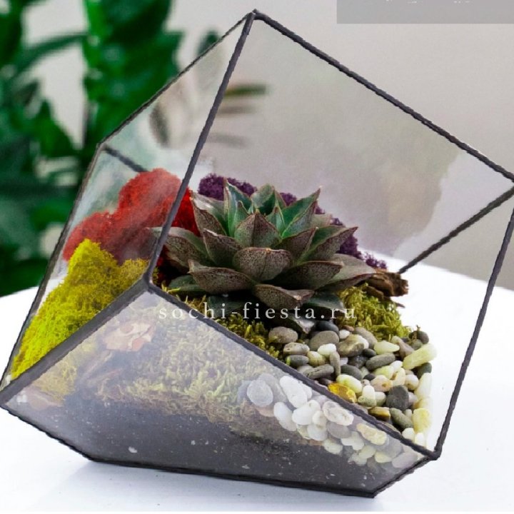 Флорариум Куб усеченный с суккулентом Каменная роза в Симферополи