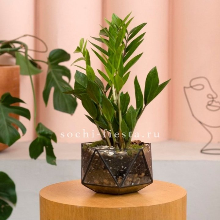 Замиокулькас в кашпо Икосаедр в Симферополи