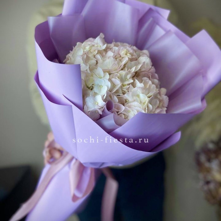 Гортензия розовая в Симферополи