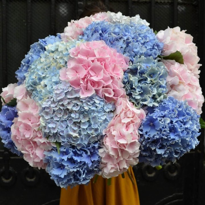 Букет гортензий "Фонтан" в Симферополи