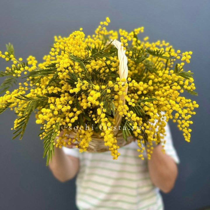 Весенняя корзина мимозы в Симферополи