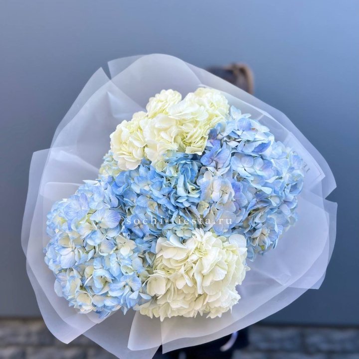 5 бело-голубых гортензий в Симферополи