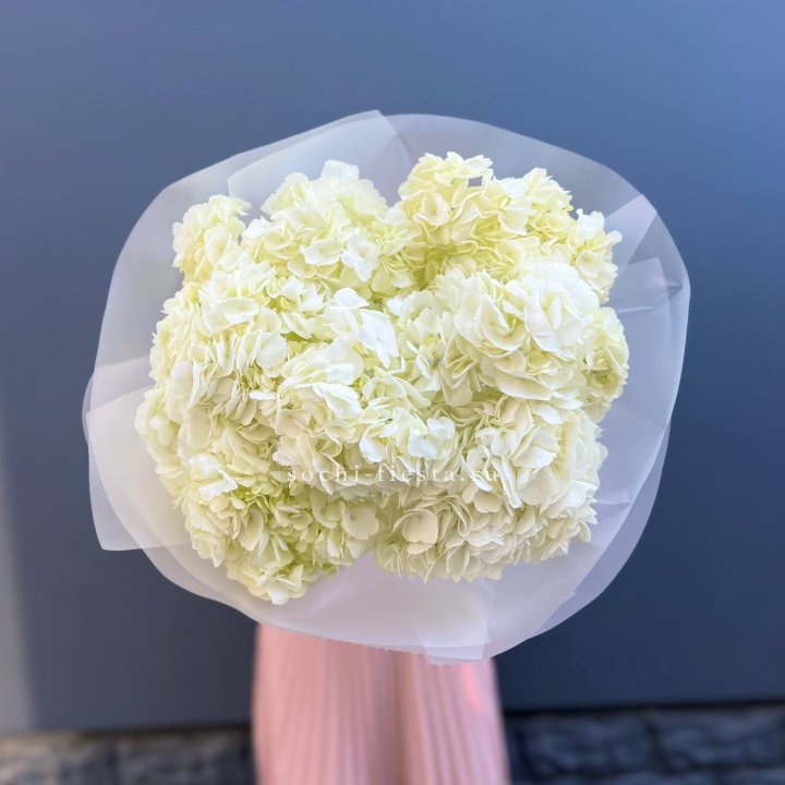 7 белых гортензий в Симферополи