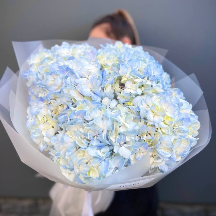 5 голубых гортензий в Симферополи