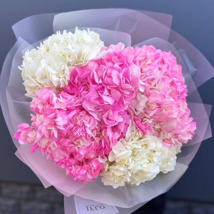 5 бело-розовых гортензий в Симферополи