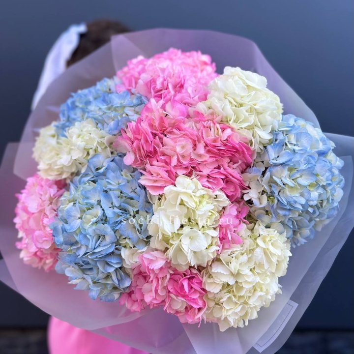 11 гортензий микс в Симферополи