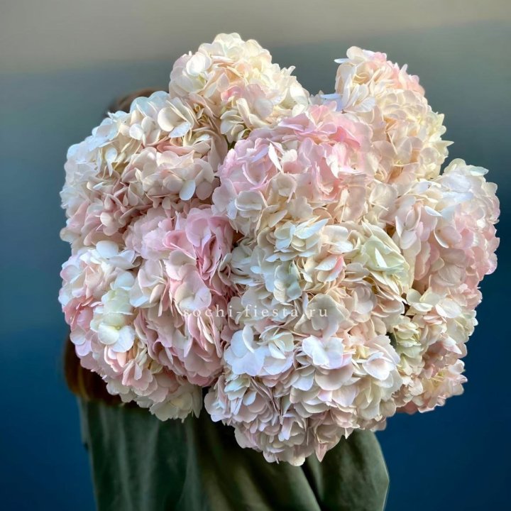 Охапка розовой гортензии в Симферополи