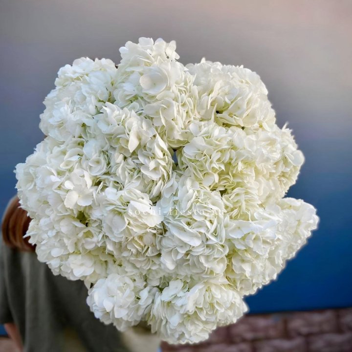Охапка белой гортензии в Симферополи