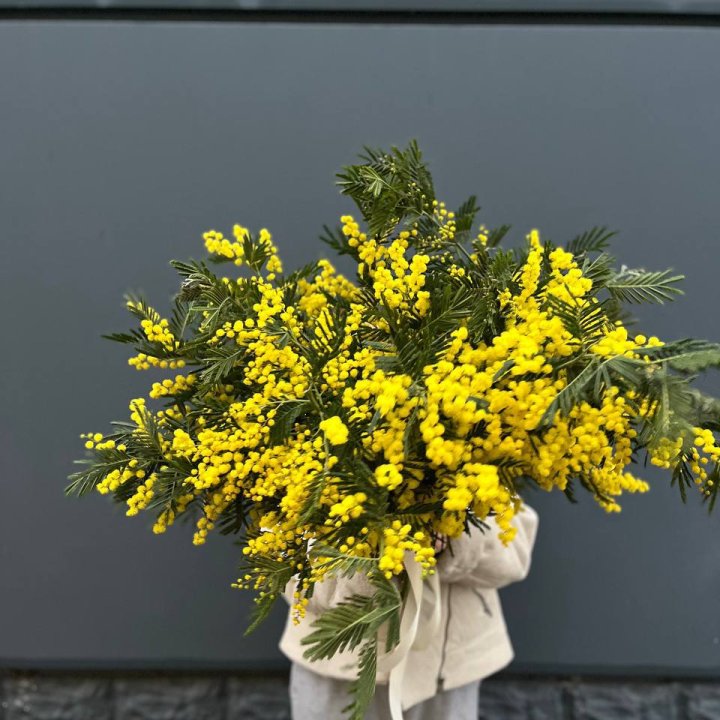 Охопка мимозы в Симферополи