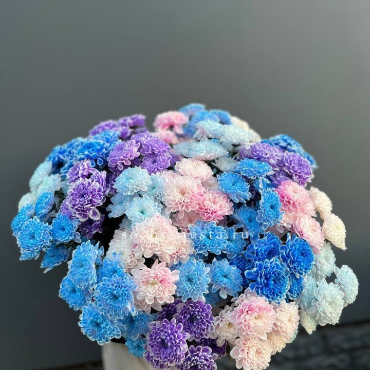 25 цветных хризантем в Симферополи