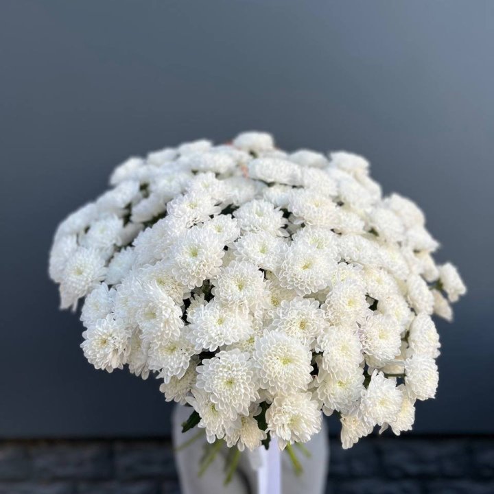  25 хризантем белых в Симферополи