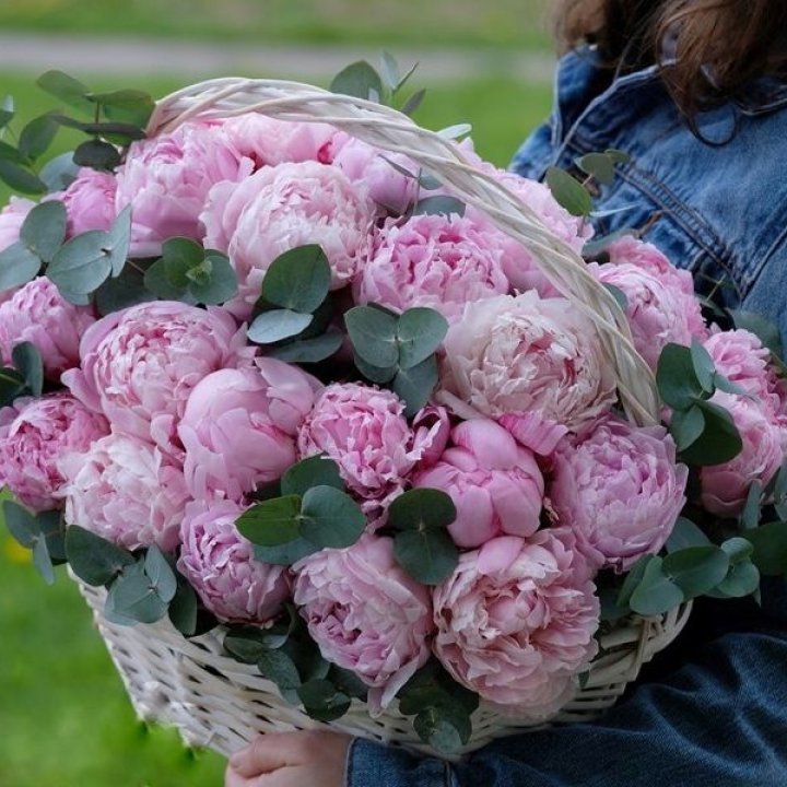 51 пион в корзине в Симферополи