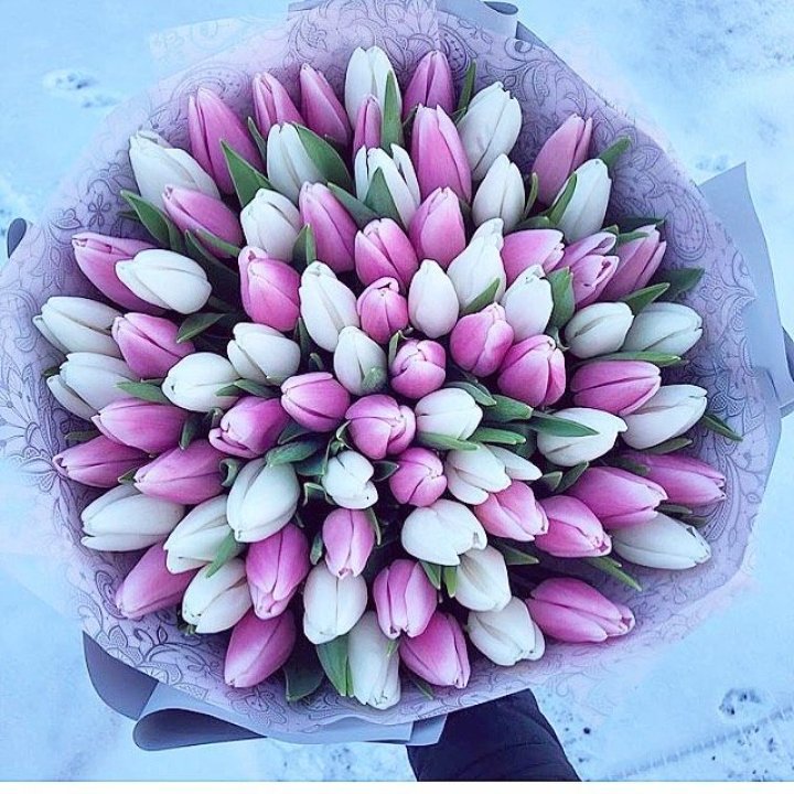 101 тюльпан "Лолипоп" в Симферополи